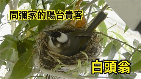 鳥 築 巢 吉兆|【鳥築巢吉兆】迎祥納瑞：野鳥築巢，居家風水好兆。